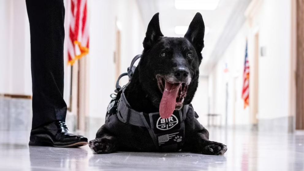 Hurricane K9