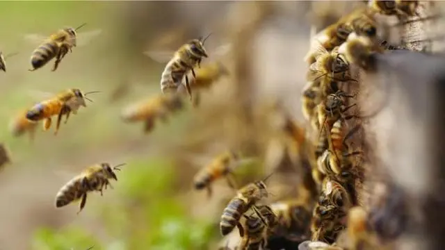Enjambre abejas