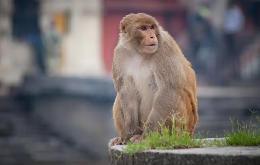 Mono Macaco Rhesus