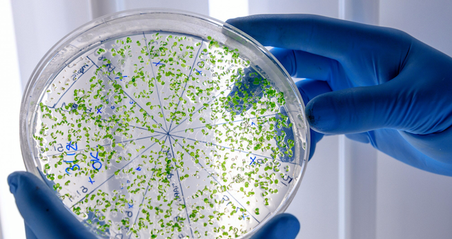 bacterias