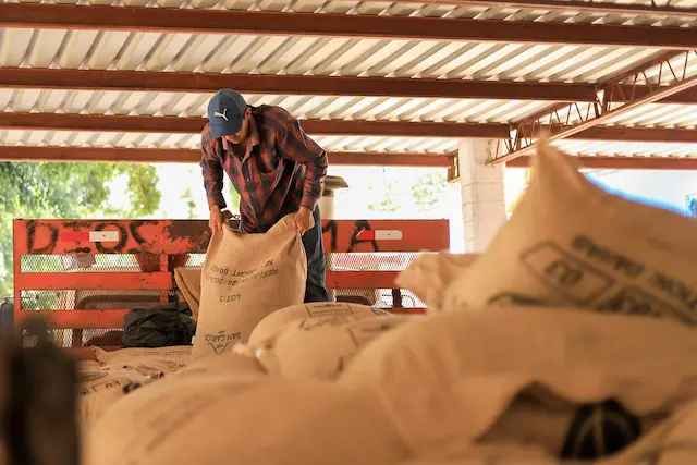 El Salvador realiza su primer envío de café a Marruecos