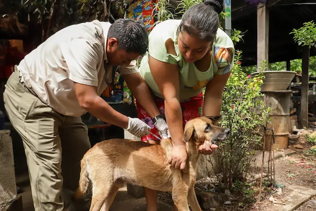 El MAG continúa combatiendo el gusano barrenador con prevención y curación a nivel nacional