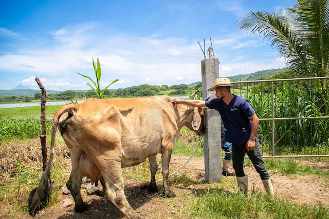 Ganaderos de nuevo Edén de San Juan toman medidas para el control y la prevención del gusano barrenador_