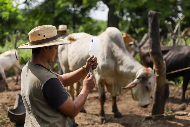 Ganaderos de El Paisnal reciben apoyo ante la presencia del gusano barrenador_