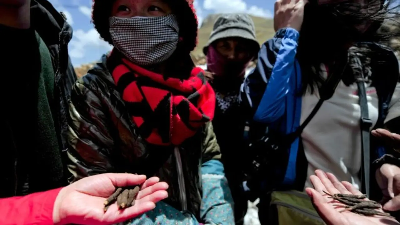 <p>Un grupo de personas muestra el hongo Cordyceps sinensis, conocido como el viagra del Himalaya, el 1 de junio de 2013 en Gannan, China</p>