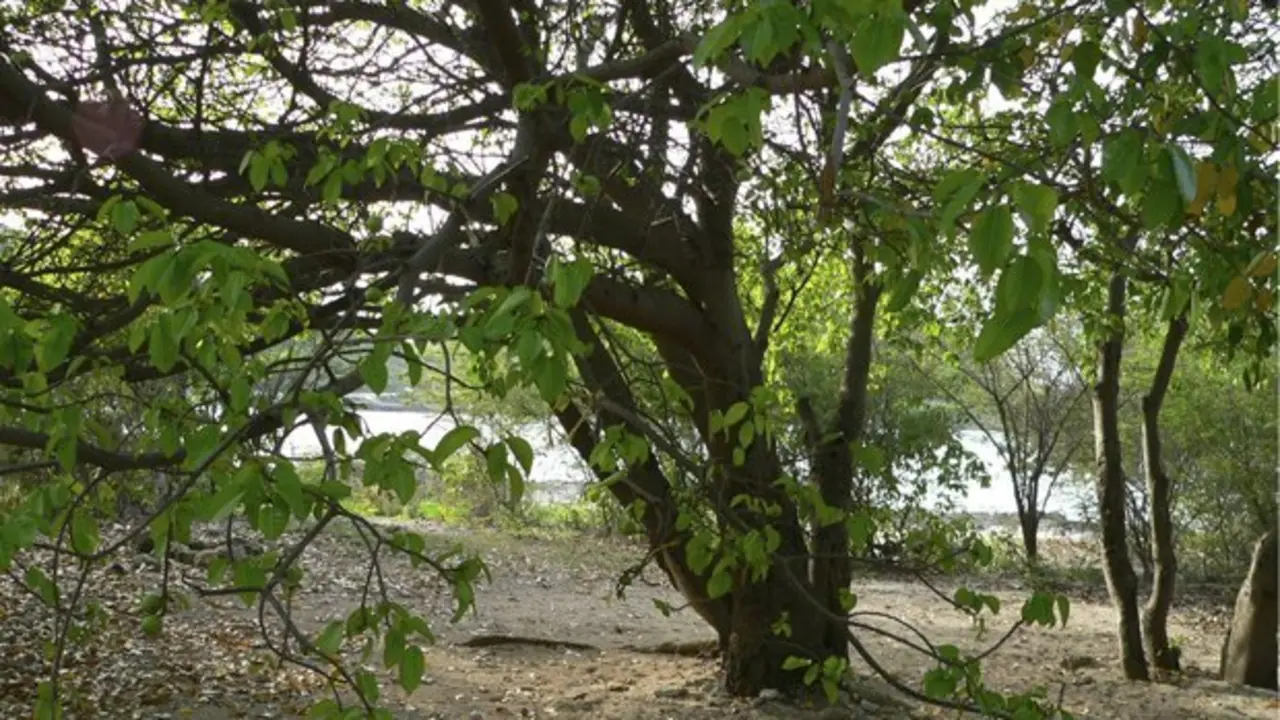 &aacute;rbol de la muerte