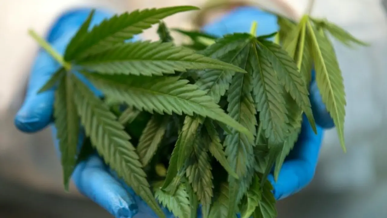 <p>Unas plantas de marihuana, fotografiadas en un invernadero de la farmec&eacute;utica Breath Of Life (BOL) cerca de Kfar Pines, en el norte de Israel, el 9 de marzo de 2016</p>