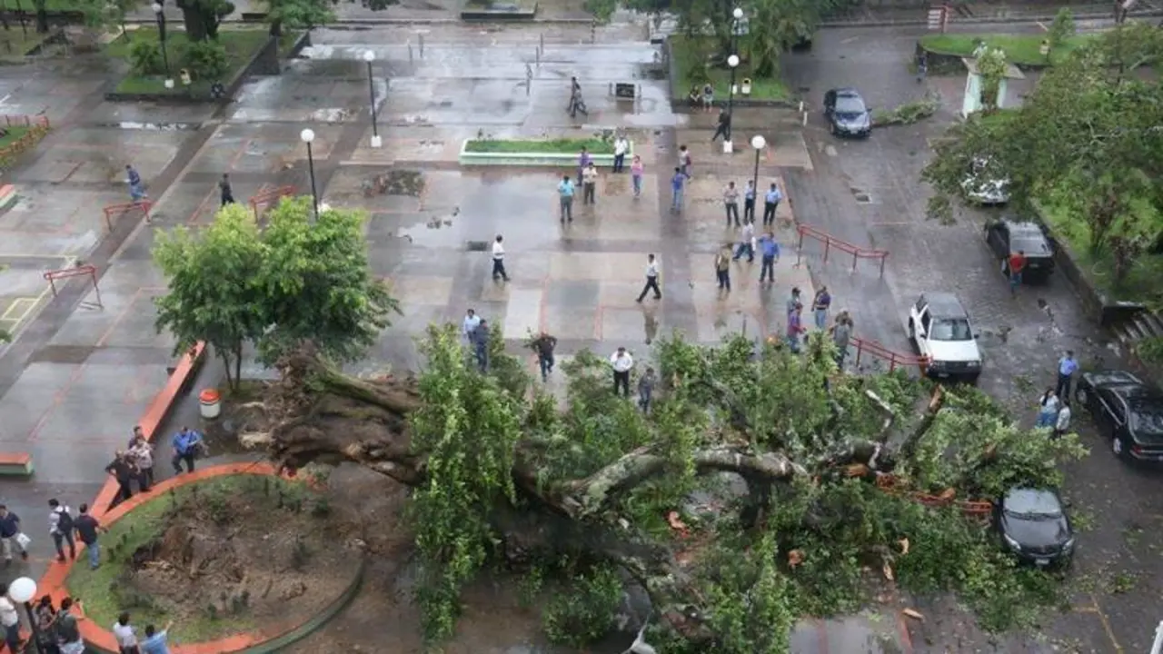 Arbol de amate ca&iacute;do