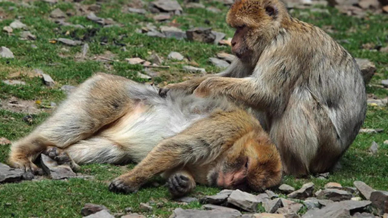 Mono Macaca Sylvanus 