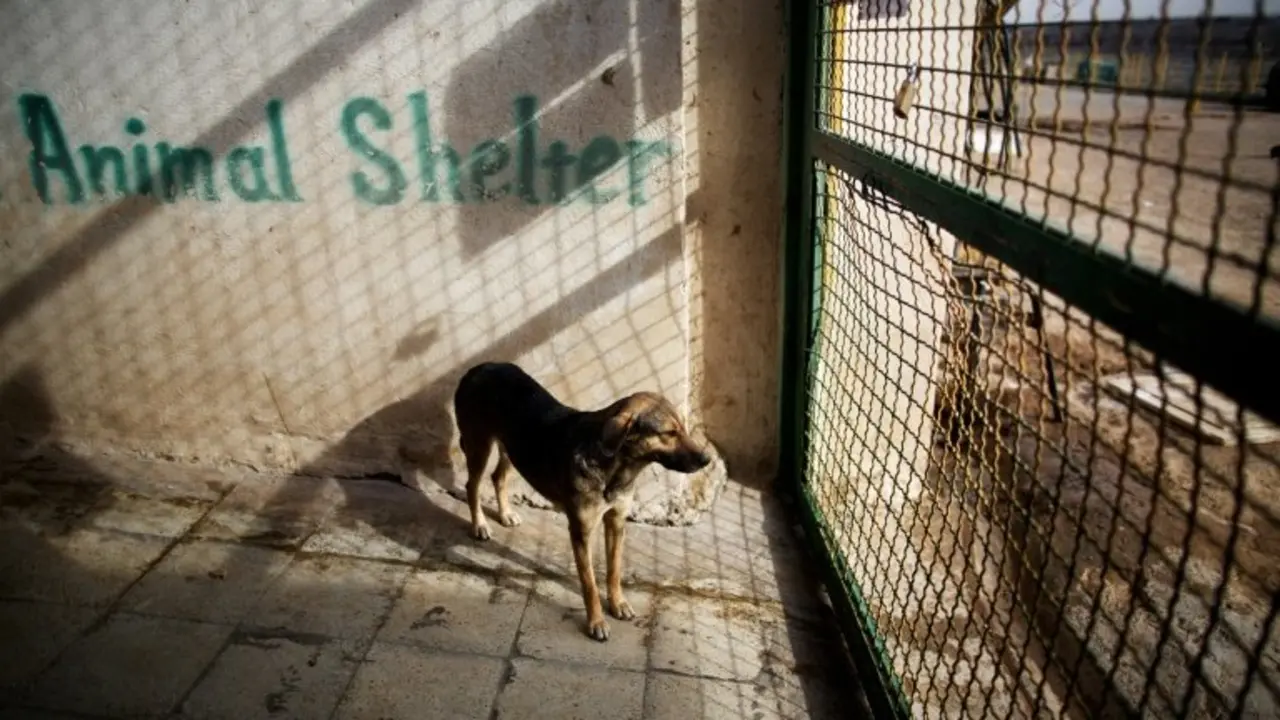 <p>Un perro en un refugio el 19 de febrero de 2016 en la ciudad de Hashtgerd, Ir&aacute;n</p>