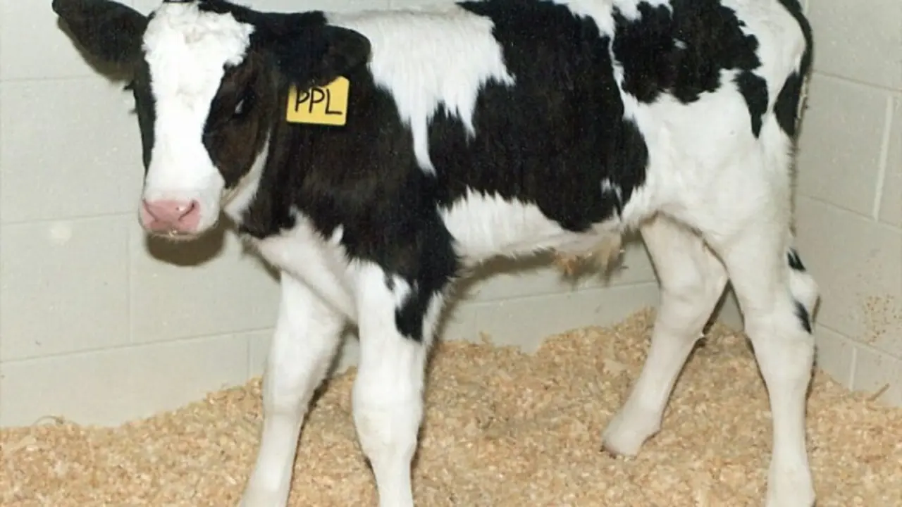 <p>Un ternero clonado por el mismo equipo que clon&oacute; a la oveja Dolly, fotografiado el 24 de febrero de 1998 en Blacksburg (Reino Unido)</p>