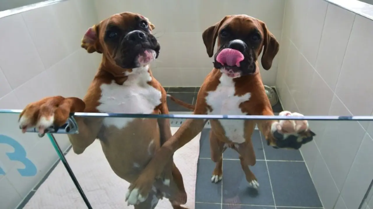 <p>Dos perros clonados, fotografiados el 29 de junio de 2016 en la Sooam Biotech Research Foundation, en Se&uacute;l</p>