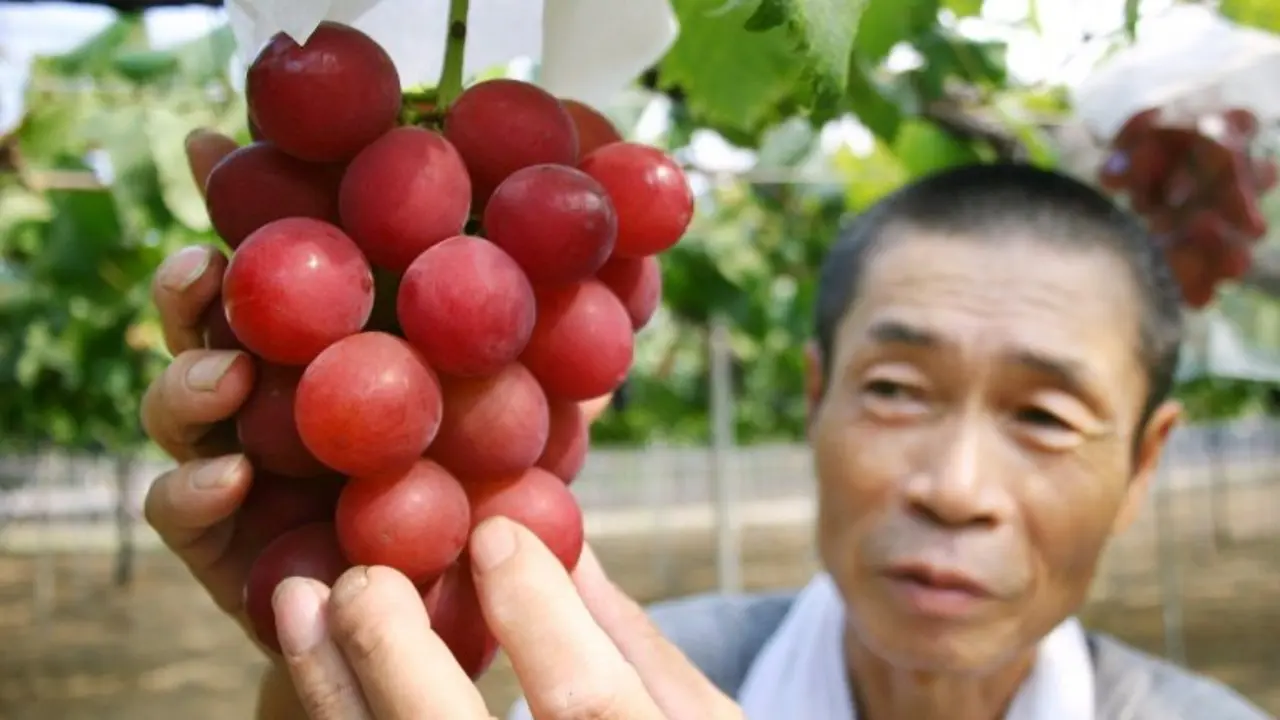 <p>Un agricultor japon&eacute;s muestra un racimo de uvas de la variedad 'Ruby Roman' en sus vi&ntilde;edos en la ciudad de Kahoku, en el norte de Jap&oacute;n, el 11 de agosto de 2008</p>