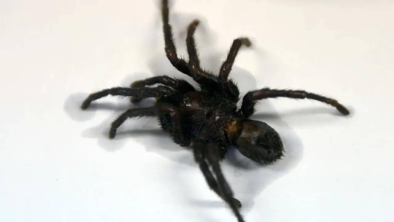 <p>Una tar&aacute;ntula Kankuamus Marquezi en la Facultad de Ciencias de Montevideo, el 7 de julio de 2016</p>