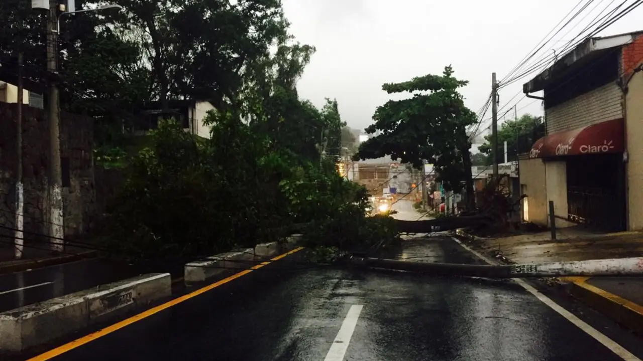 &Aacute;rbol ca&iacute;do Ave Jerusalen_ Karla Rosales