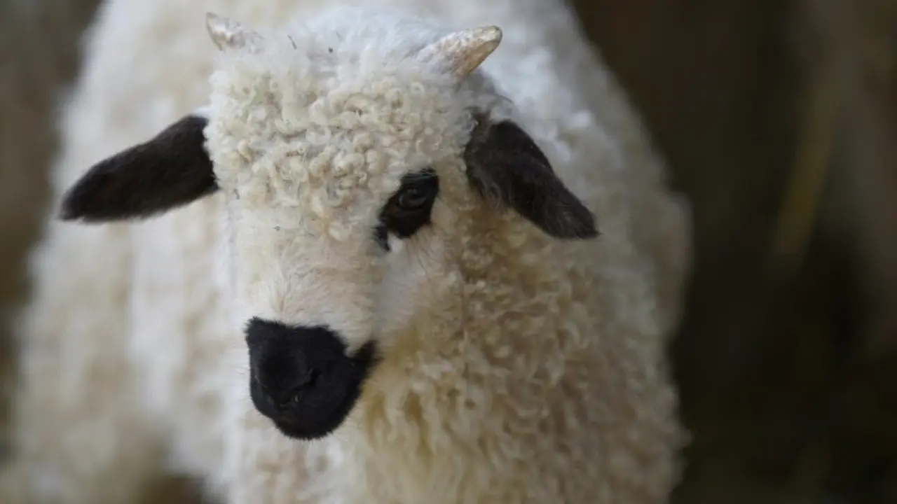 <p>Una oveja Thones et Marthod en Sainte-Croix en Rhodes, este de Francia, el 25 de mayo de 2016</p>