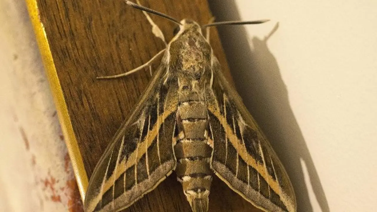 <p>Una polilla Hyles livornica o Esfinge rayada, fotografiada en Netanya (Israel), el 7 de abril de 2013</p>