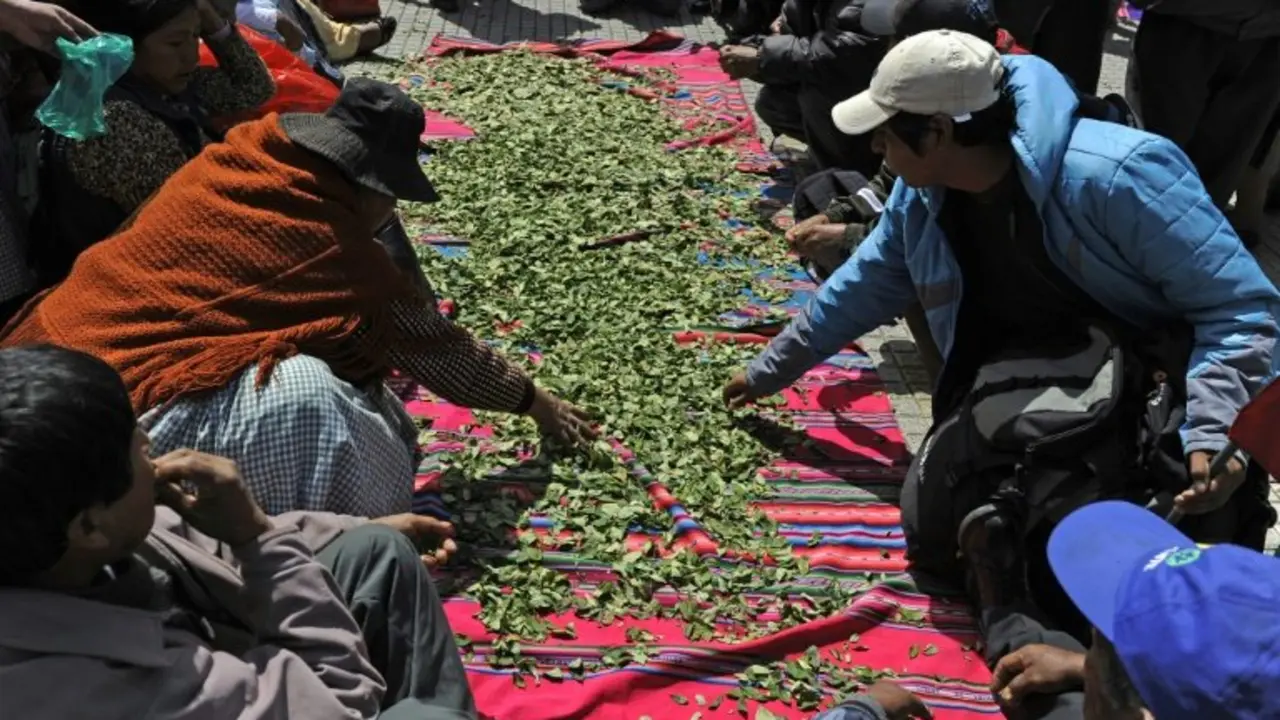 <p>Cultivadores de coca venden hojas de la planta durante la celebraci&oacute;n del D&iacute;a Nacional de Acullico el 12 de marzo de 2015 en La Paz</p>