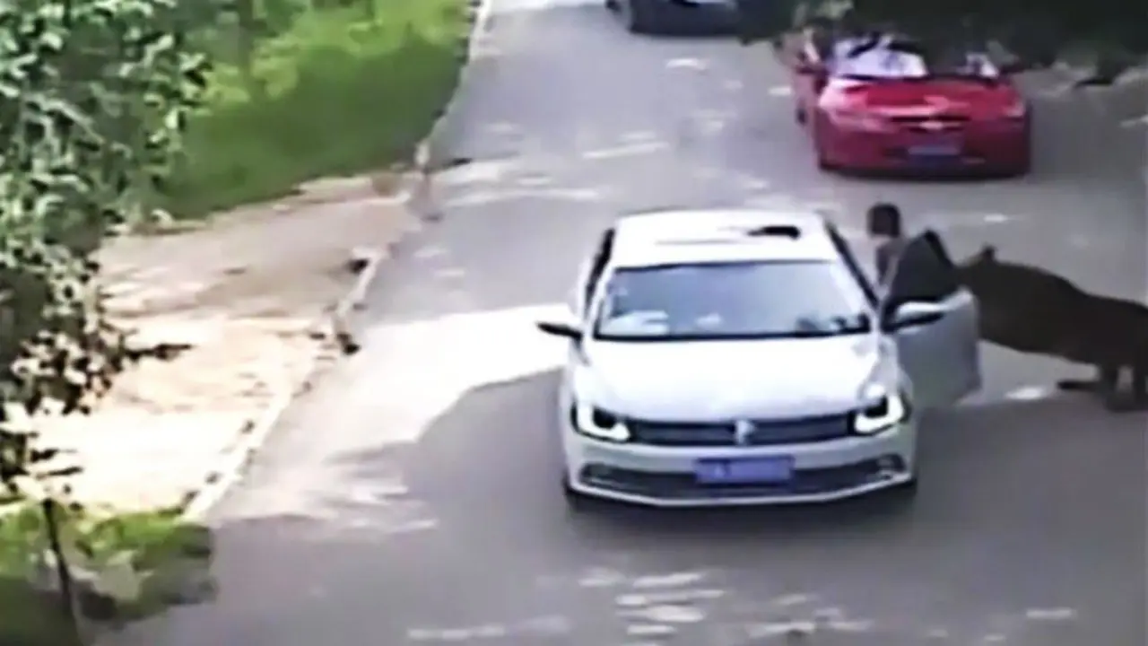 Tigre ataca a turista