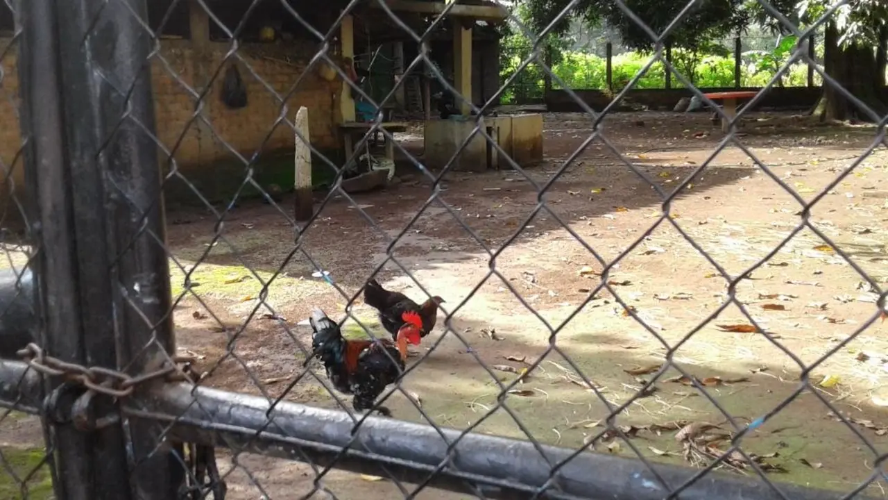 cant&oacute;n Los Casta&ntilde;os Caluco