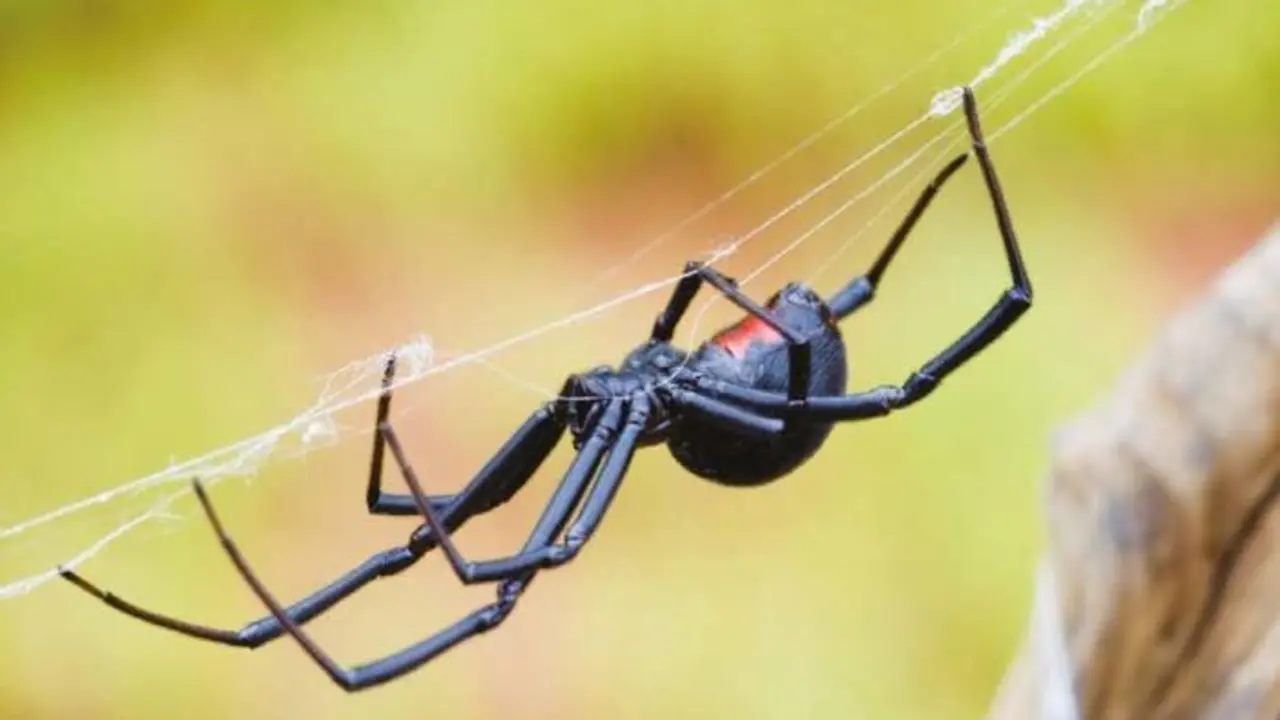 Ara&ntilde;a viuda negra
