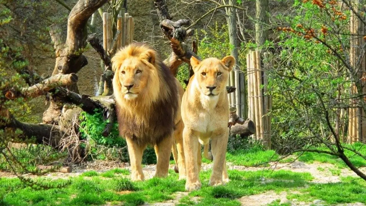 Leones