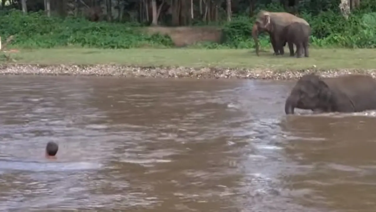 elefante rescata a hombre