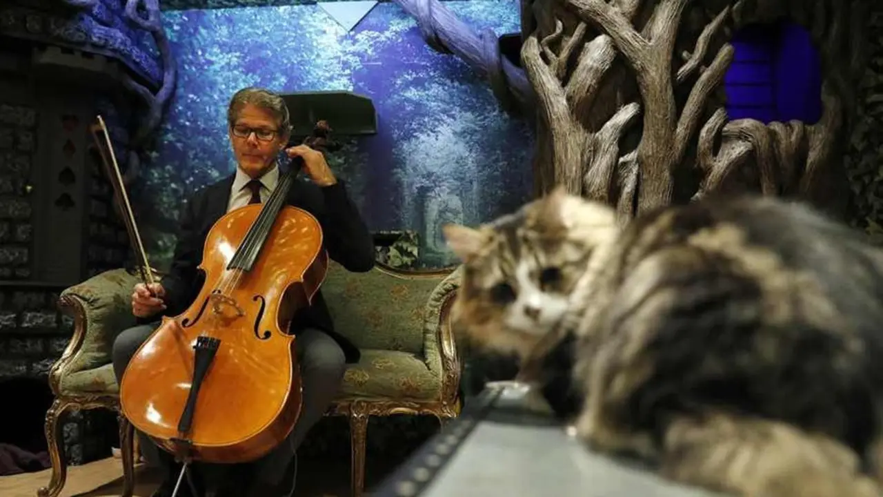 M&uacute;sica para gatos