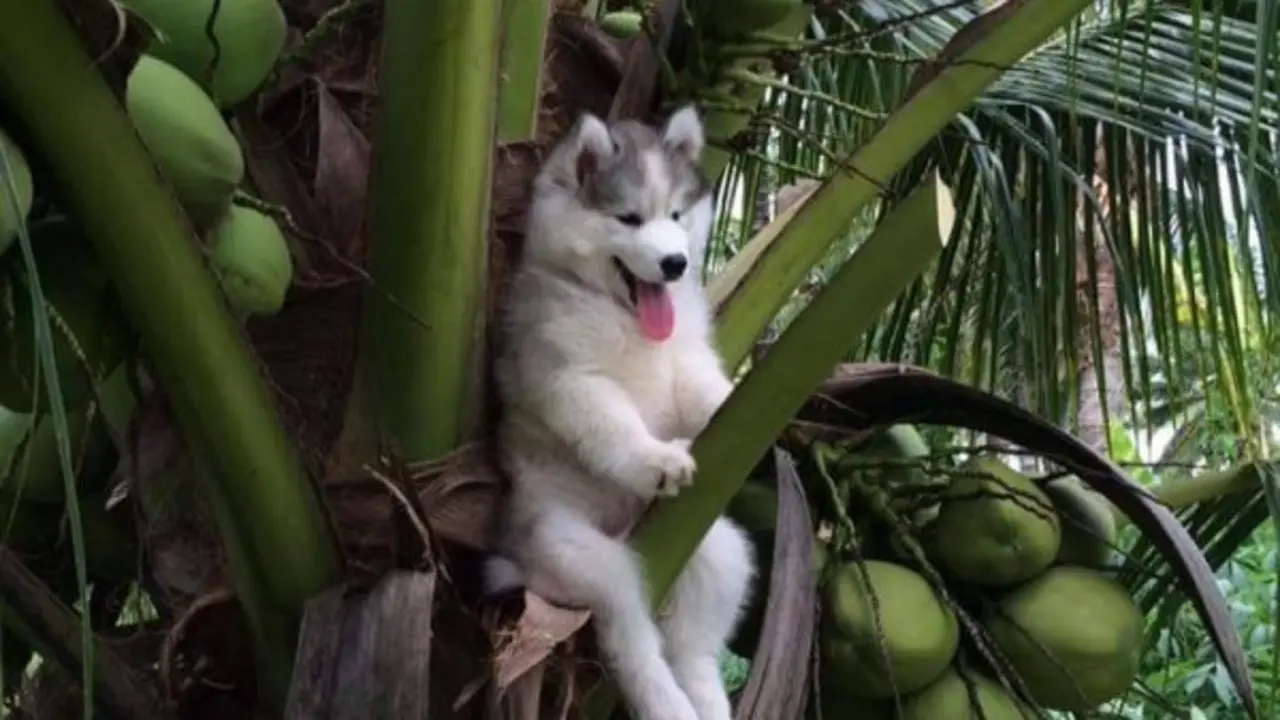 Husky