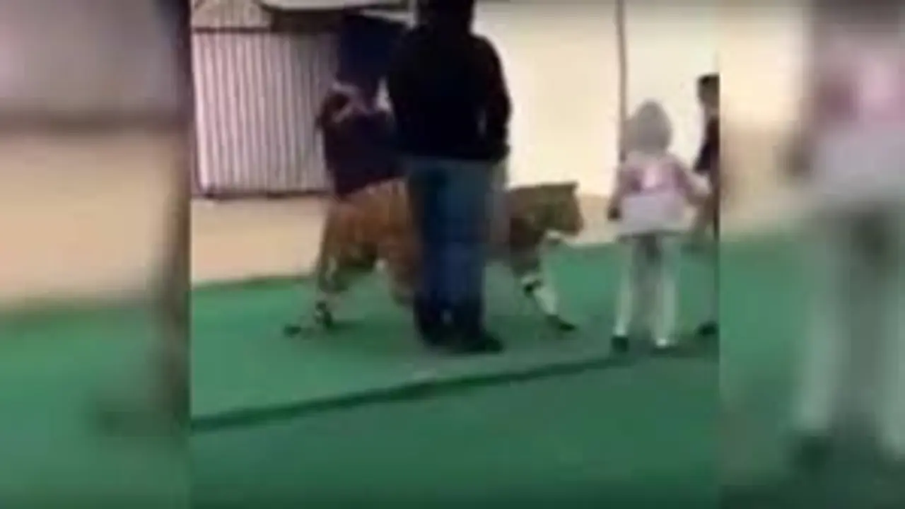 ni&ntilde;a atcada por un tigre