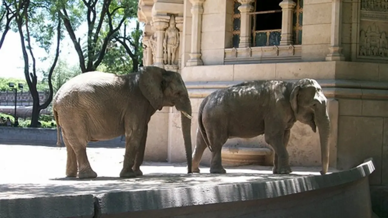 Elefantes de Buenos Aires