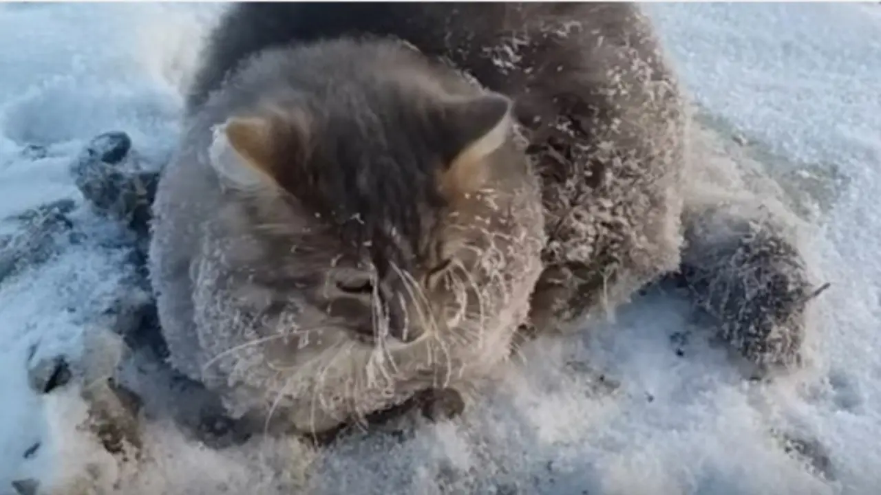 Gato congelado