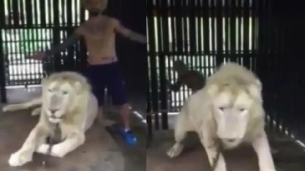 Un turista se llev&oacute; tremendo susto dentro de la jaula de un le&oacute;n.