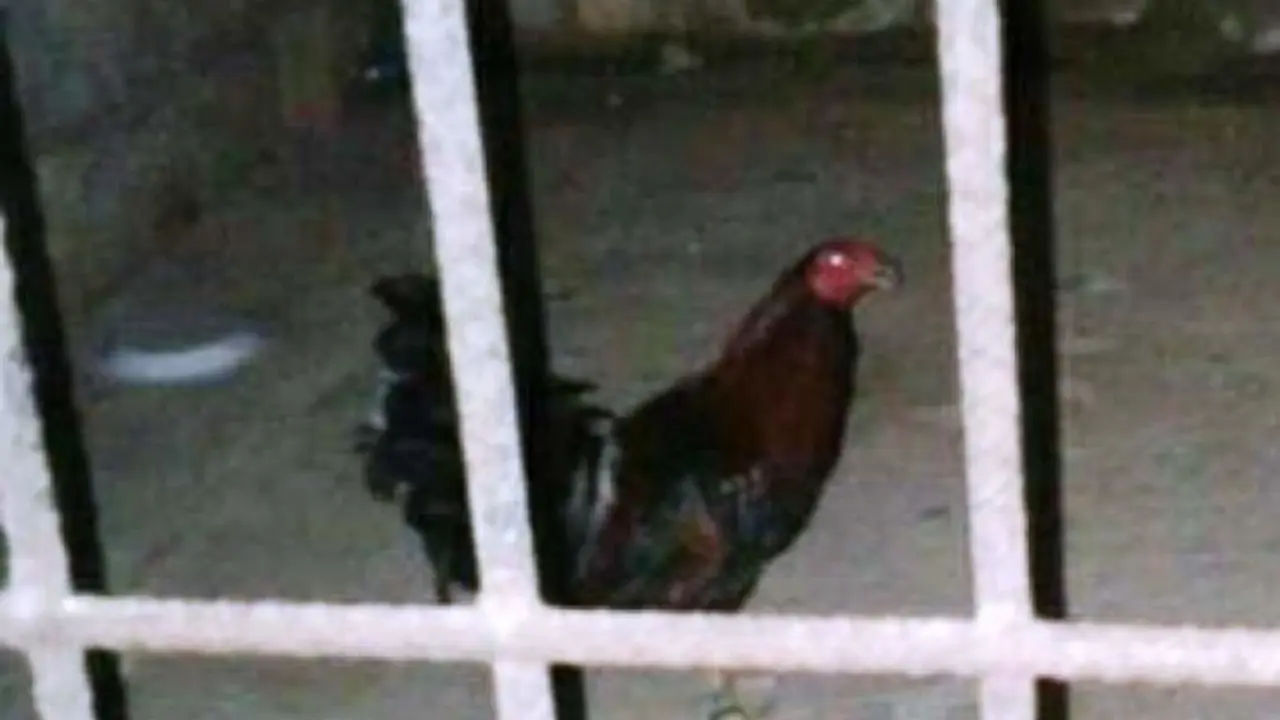 gallo detenido