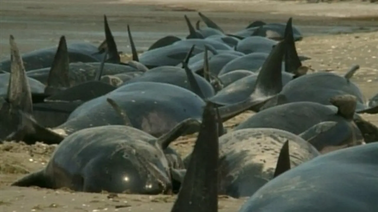 Ballenas Piloto (foto de ilustrativa).