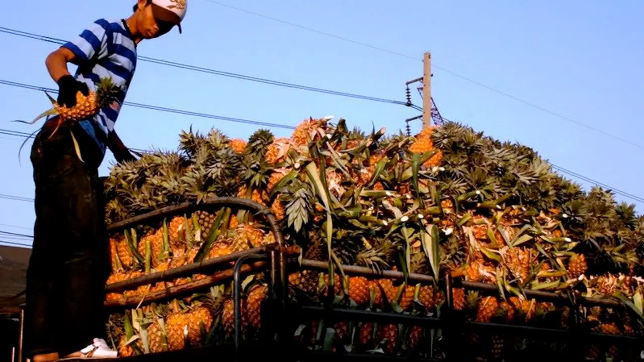 Cargamento de pi&ntilde;a