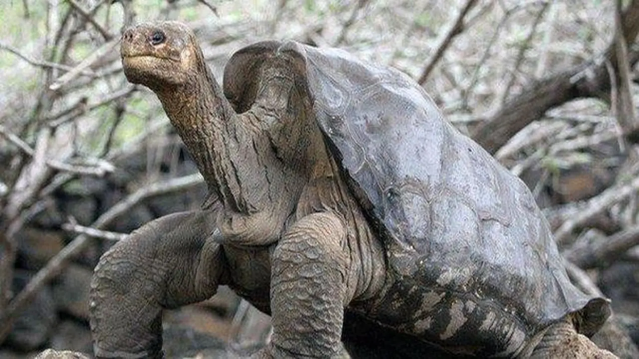 solitario-george--644x362