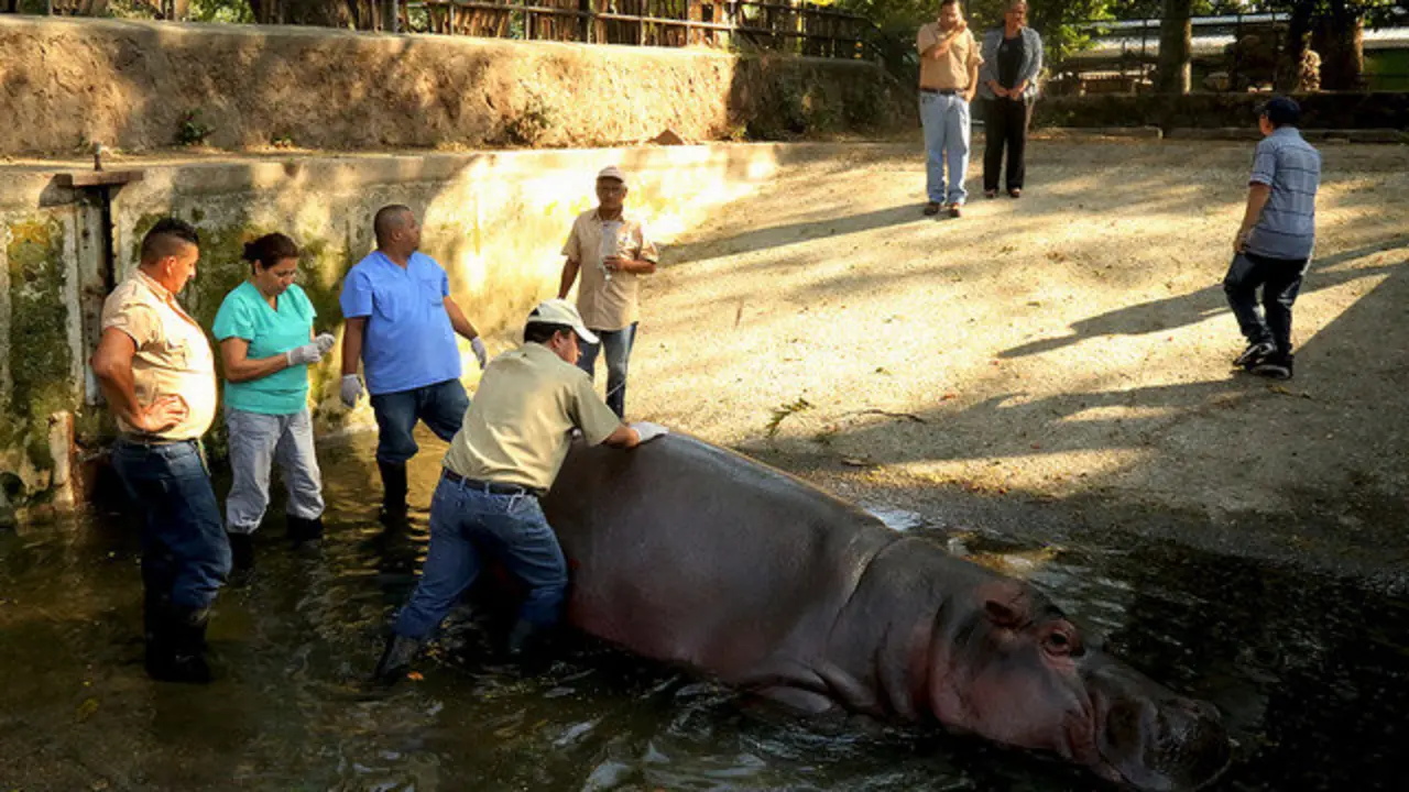 Gustavito, hipop&oacute;tamo del zool&oacute;gico nacional