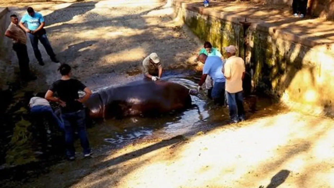 Gustavito, el hipop&oacute;tamo que muri&oacute; en el Zool&oacute;gico Nacional.