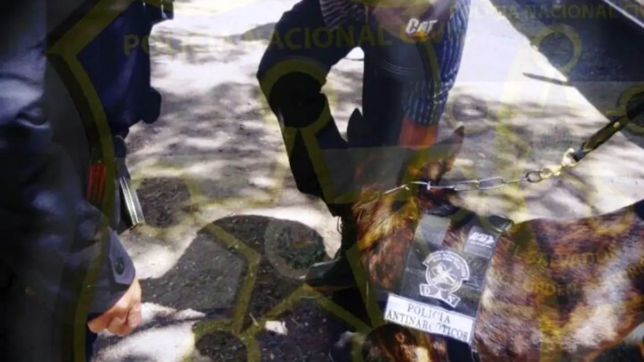 Polic&iacute;a canino