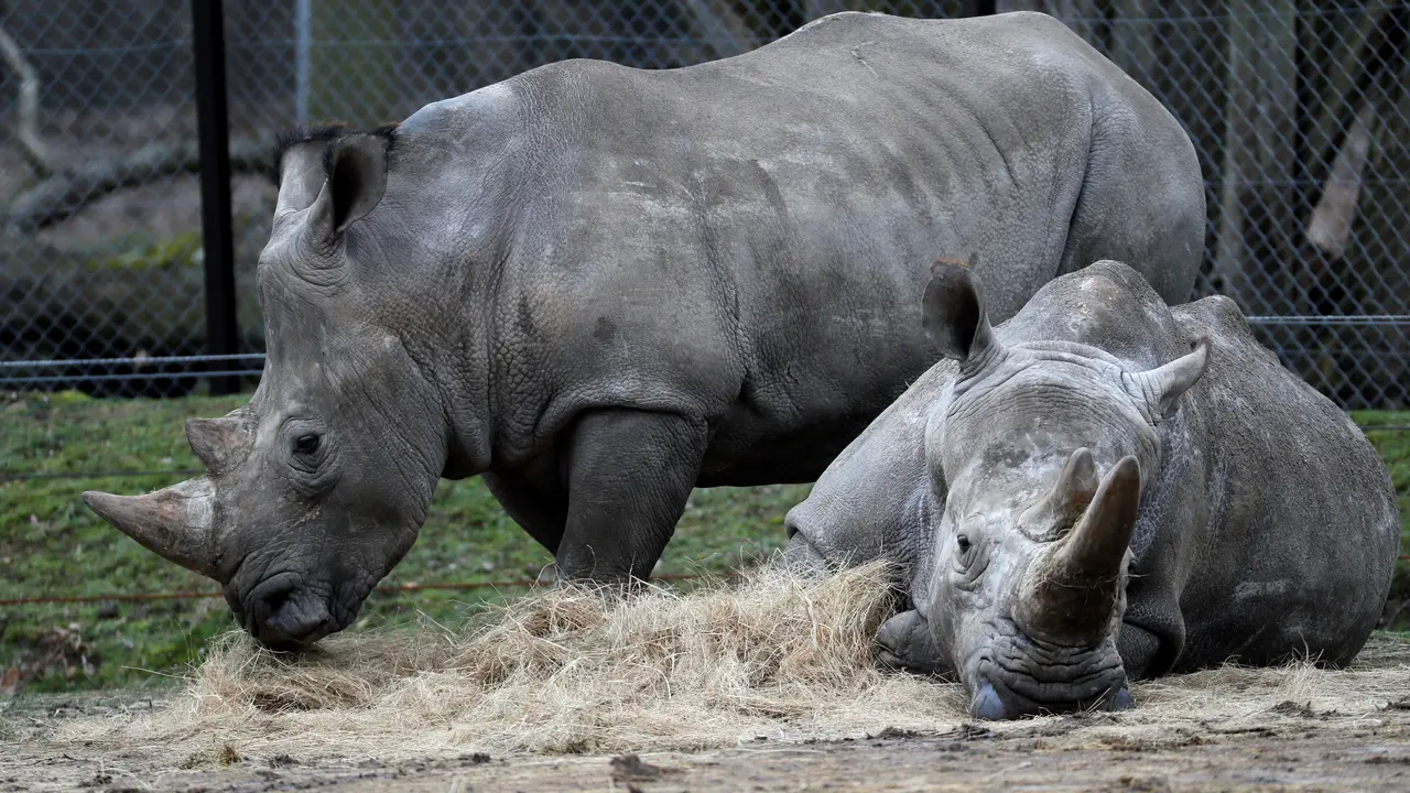 Rinocerontes en un zool&oacute;gico de Francia