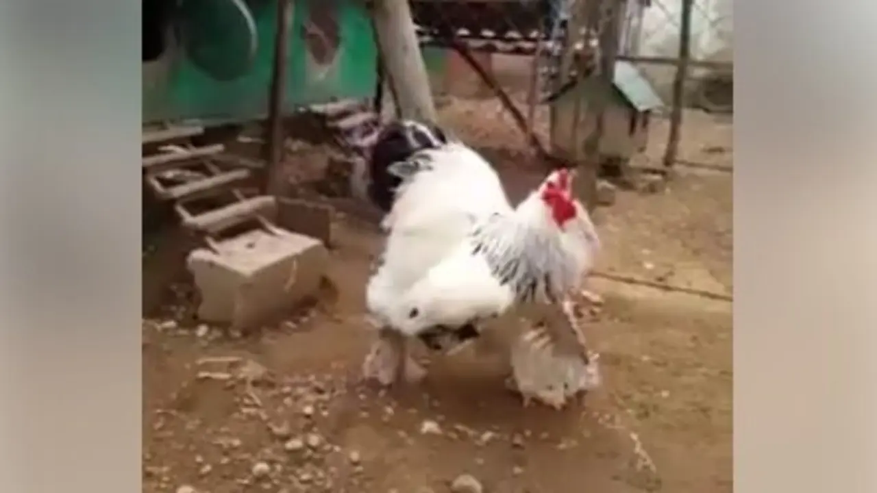 Gallo gigante