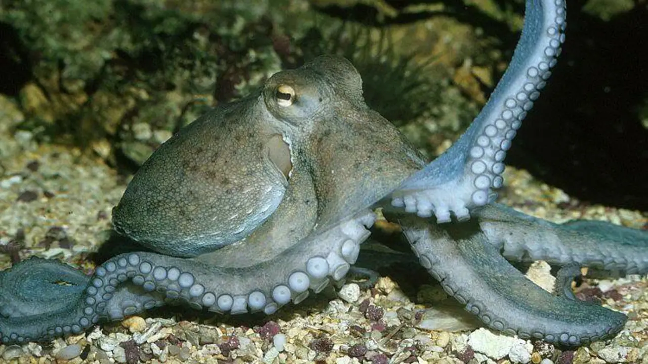 Pulpo