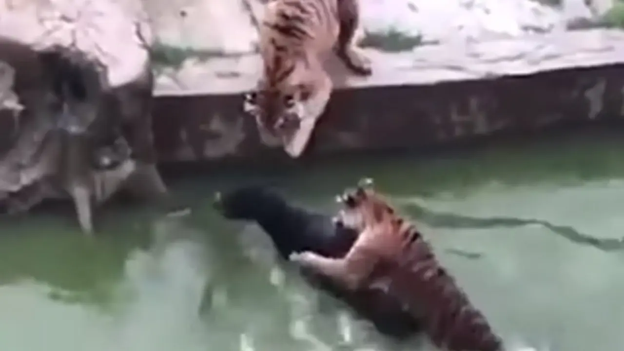 Lanzan burro a tigres en China