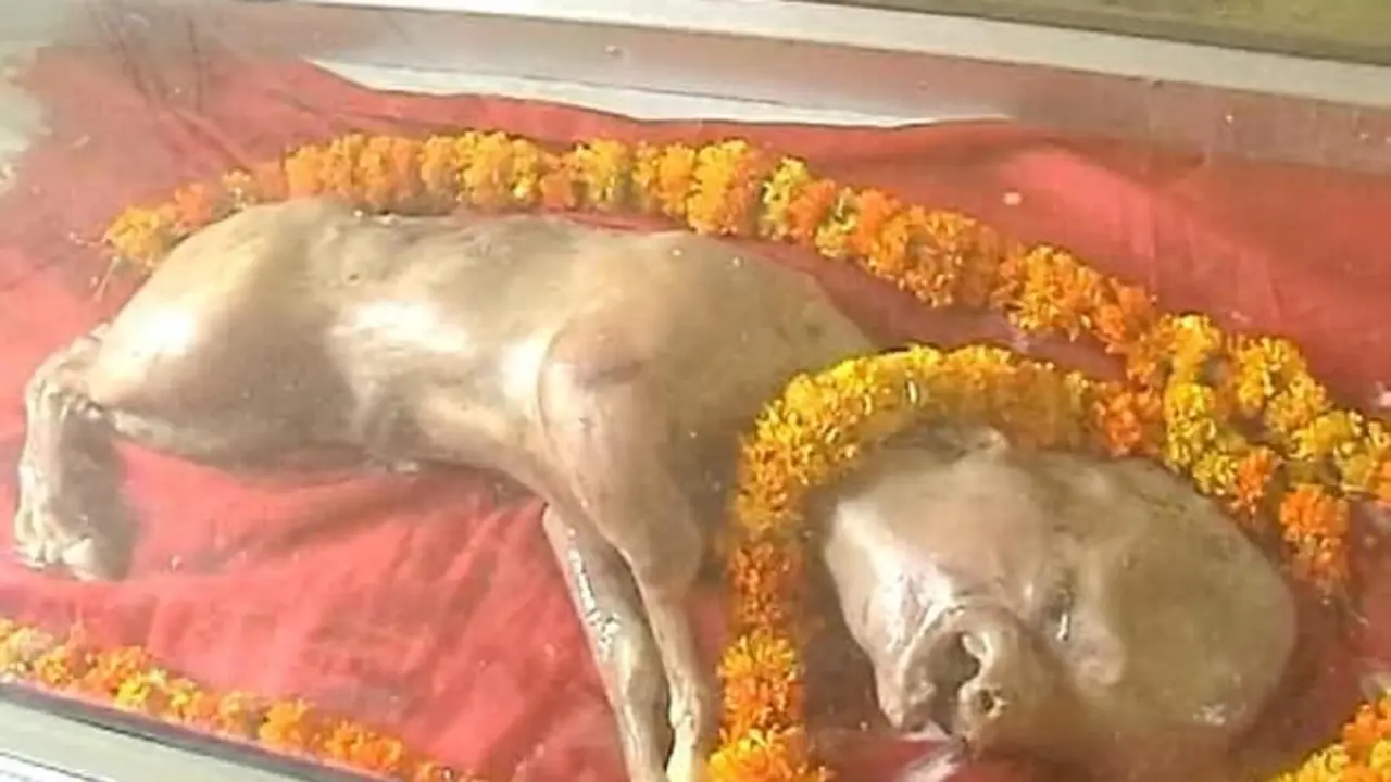 Ternero cabeza humana