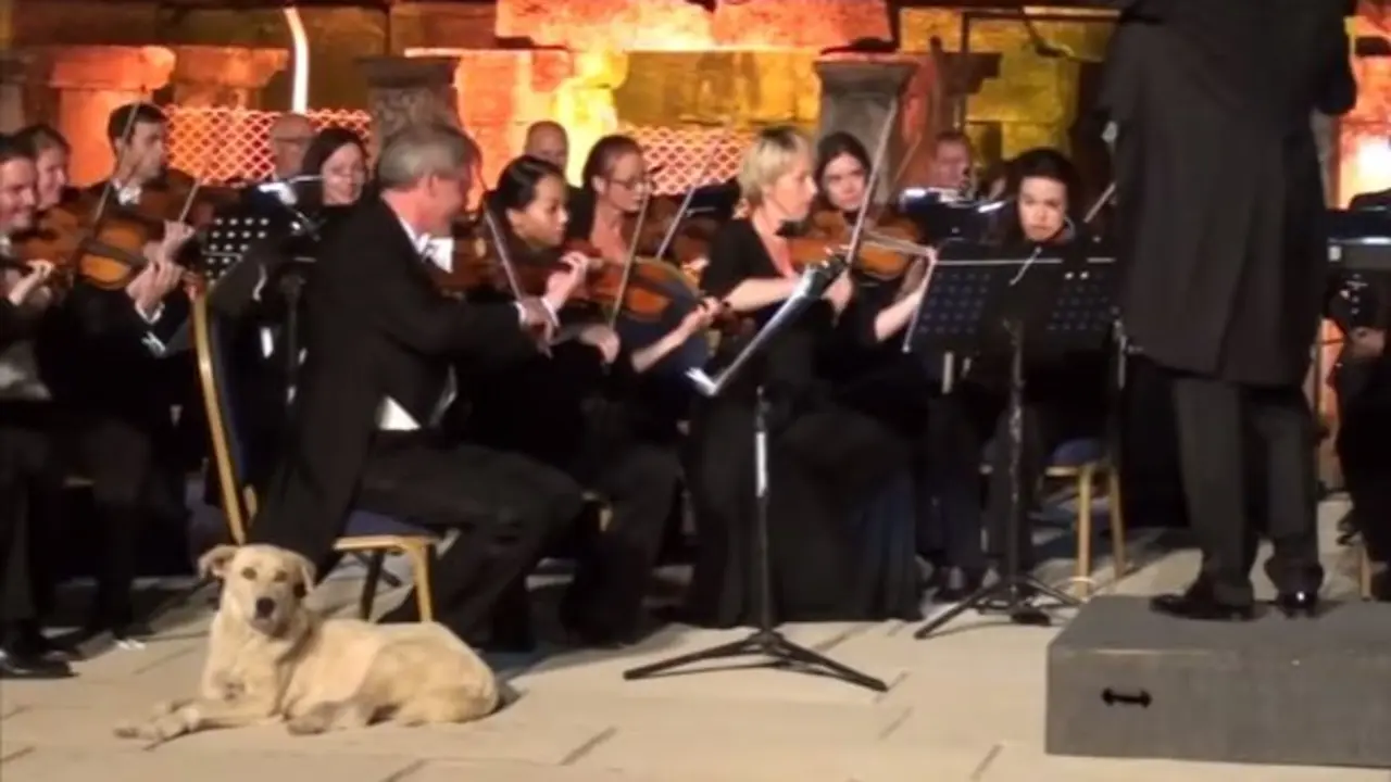 Perro interrumpe concierto en Turqu&iacute;a