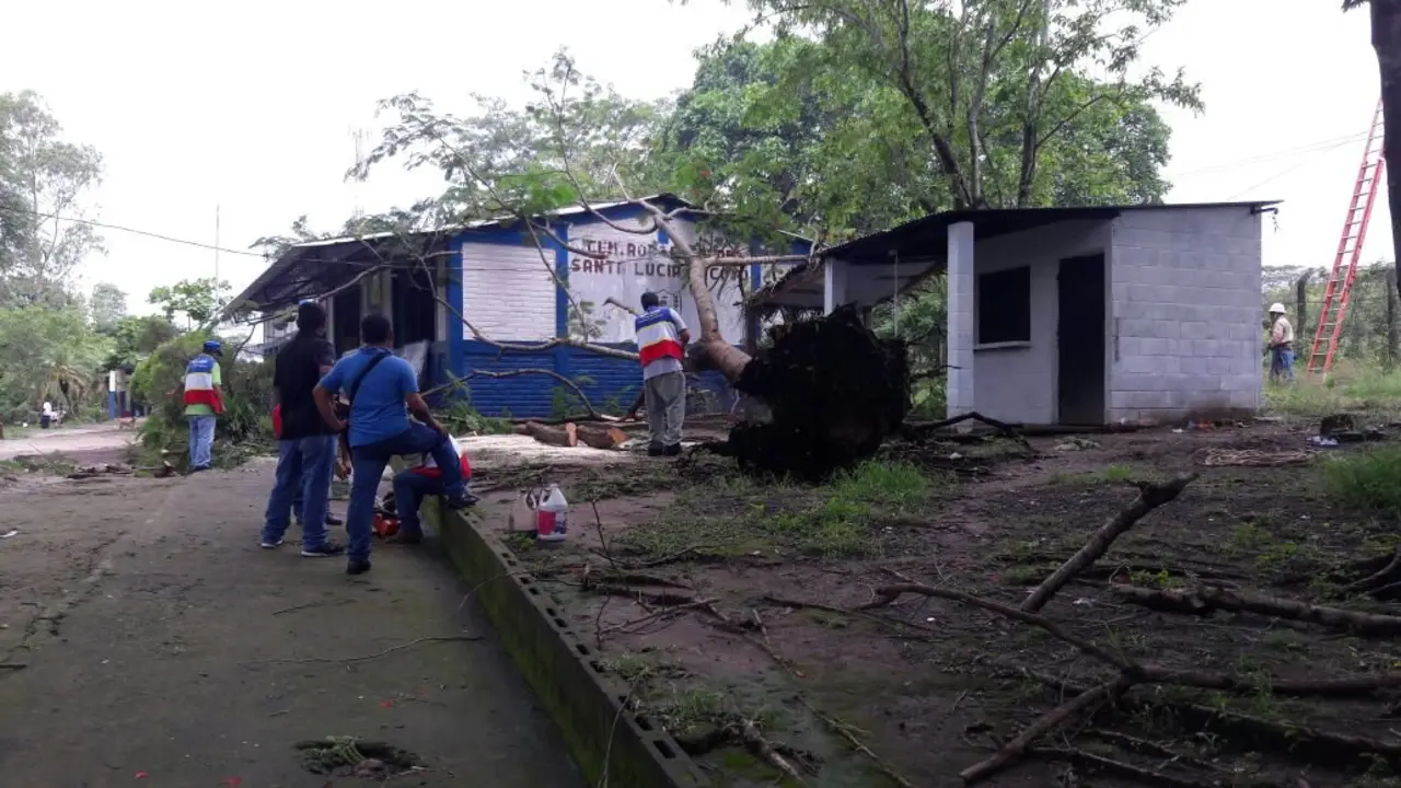 Arbol ca&iacute;do en La Libertad