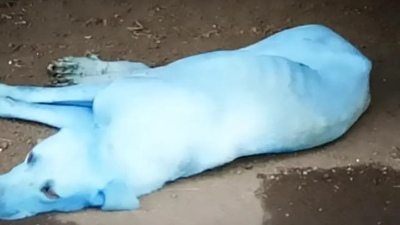 Pics shows: Untreated industrial waste being released into the Kasadi river may be turning stray dogs blue;Poor dogs in one town are looking more like Smurfs every day after the polluted river water they bathe in turned them an odd shade of blue.Untreated industrial waste is being pumped into the Kasadi River in the city of Navi Mumbai, Maharashtra State in Western India and causing the town's stray dogs to have something of a makeover.The bizarre incident has resulted in the fur of stray dogs in the area turning blue.The poor pooches regularly wade into the water to cool down and look for scraps of food but the newly pumped waste is causing them to look like Smurf characters.Officials have been made aware of the problem and a water quality test has since been carried out in the area.It ruled the waste treatment was "inadequate" with the levels of biochemical oxygen demand (BOD) &mdash; the concentration of oxygen required to sustain aquatic life &mdash; was 80 milligram a litre (mg/L) with levels of toxic chloride also high.The water was deemed unfit for human consumption with studies also showing the pollution levels in the area had been raised by a whopping 13 times the "safe limit".Yogesh Pagade, a local fisherman in the area said: "After numerous complaints to MPCB over the years, only the stench at Kasadi has reduced. However, the pollution levels continue to be extremely high and dissolved oxygen is negligible."A complaint has now been registered with the Maharashtra Pollution Control Board (MPCB) saying that animals in the area are suffering as a result of the waste.Animal protection officer Arati Chauhan said: "It was shocking to see how the dog&rsquo;s white fur had turned completely blue. We have spotted almost five such dogs here and have asked the pollution control board to act against such industries."MPCB officials have since replied saying they are investigating.A spokesman said: "Allowing the discharge of dye into any water body is illeg