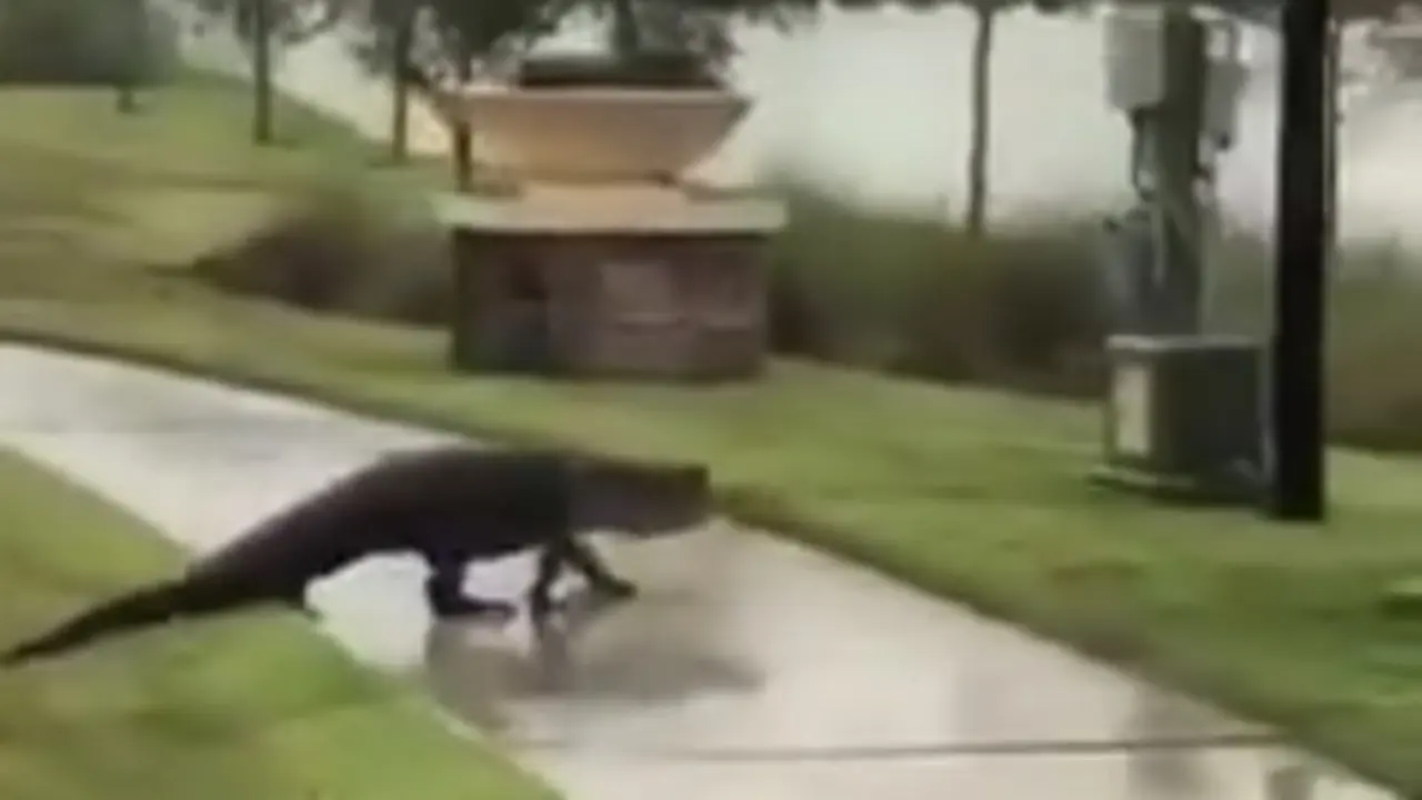 Cocodrilo en calles de Orlando