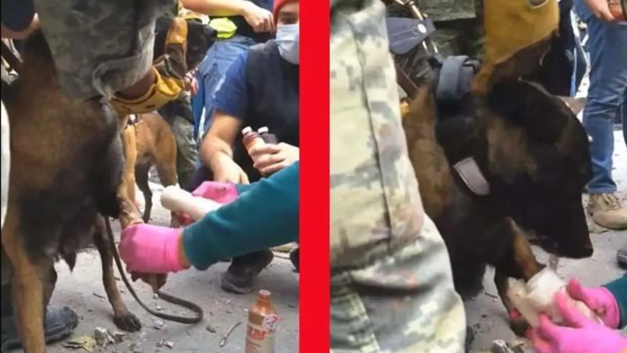 Noticia-189745-perrita_es_ayudada (1)